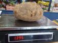Майже півтора кілограма: Львівський фермер виростив гігантську картоплю (фотофакт)