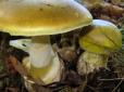 Отрута проникає навіть через шкіру! Українців попередили про смертельну небезпеку від грибів