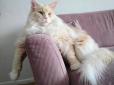 Хіти тижня. Пухнастий білосніжний велетень: Кіт Лотос вражає мережу нечуваними розмірами та красою (фото)