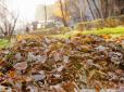 Гроші під ногами: КМДА планує робити паливні брикети з опалого листя