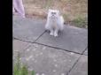 Сrazy looking cat: Як найстрашніший кіт у світі навів жах на сусідів (відео)