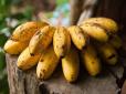 Експерти попередили про небезпеку перезрілих бананів
