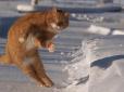 Танцюючий на льоду кіт підкорює мережу (відео)