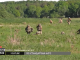 Реальний досвід бойових дій: Як українська армія навчає НАТО (відео)