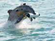 В окупованому Криму від голоду померли українські бойові дельфіни