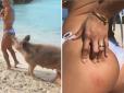 Посмішка життя: Свиня, що відпочивала на Багамах, вкусила за інтимне місце напівголу фітнес-модель (відео)