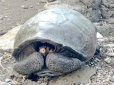 Вчені знайшли на Галапагосах гігантську черепаху, котра вважалась вимерлою (фото)