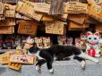 Солодка безтурботність, або Трудові будні котів по всьому світу (фото)