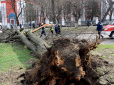 Постраждали діти і дорослий: У Миколаєві вітер повалив дерево на маршрутку (фото, відео)