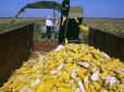 Україна нагодує Індію: Підписано контракт на рекордну партію кукурудзи