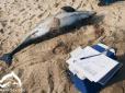 Відрізані хвости: В окупованій Євпаторії на узбережжі знайшли 16 мертвих дельфінів (фото)