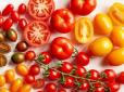 А ви це знали? Чим жовті помідори відрізняються від червоних