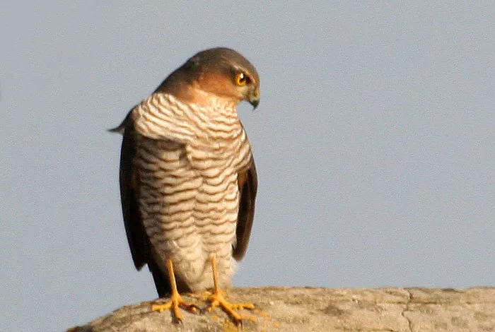 На грані: Орнітолог назвав птахів, які опинилися під загрозою зникнення в Україні через війну