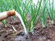 Дачникам на замітку! Яким добривом в жодному разі не можна підживлювати цибулю