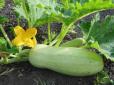 Дачникам на замітку! Що робити, коли кабачки жовтіють та не ростуть