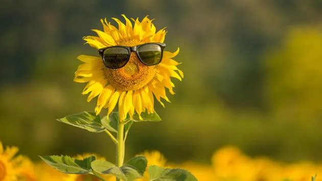 На Україну насувається аномальна спека: Ось  коли очікувати до +39 градусів