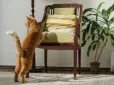 Чому коти дряпають меблі? Нові дослідження перевертають все з ніг на голову