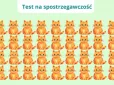 Тільки генії бачать різницю! Знайдіть кота, який не такий, як інші - за 5 секунд!