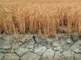 Ціни шалено злетять? Україні загрожує неврожай, у шести областях посуха, - міністр економіки