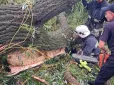 На Одещині повалене вітром дерево вбило підлітка та поранило його друзів (фото)