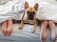 Чи варто пускати собаку у своє ліжко? Відповідь, що здивує вас!