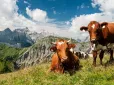 Трагедії можна було уникнути: У горах корови затоптали подружжя туристів