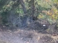 Добре попрацювали: FPV-дрони прикордонників зірвали штурм росіян на півночі Харківщини (відео)