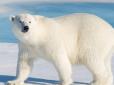 Не все пропало! Полярні ведмеді можуть адаптуватися до виживання в теплішому кліматі