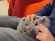 Двоє пухнастиків вже померли: 
