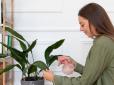 Є важливі нюанси! Ось що потрібно знати про зимовий полив кімнатних рослин