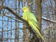 Попри 20-градусний мороз: У парку Чернівців зимують екзотичні папуги (фото, відео)