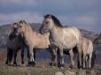 Тріумф природи: Історія успішної адаптації нащадків диких європейських коней на Одещині