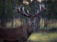 Унікального оленя-рекордсмена Руні вбили не браконьєри: Власник екопарку поділився своїми підозрами