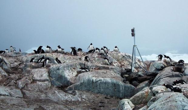 Пингвины - нередкие гости на Академике Вернадском (фото - uac.gov.ua)