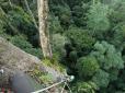 100-метровий гігант з острова Борнео: Дослідники виявили найвище тропічне дерево світу (фото, відео)