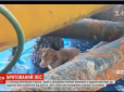 За 200 км від берега: У Таїланді врятували песика, який заплив у відкрите море (відео)