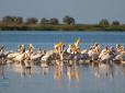 На Одещину прилетіли близько сотні пеліканів
