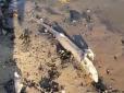 Моторошне видовище: Британці виявили на березі моря сотні мертвих акул (відео)