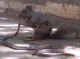 Милі пухнастики можуть бути хижаками: Білка напала на змію і з'їла її (фото)