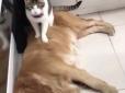 У світі тварин: Собака приревнувала кота (кумедне відео)