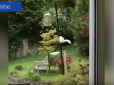Не така, як всі: Британка зафільмувала рідкісну білу білку на своєму подвір’ї (відео)