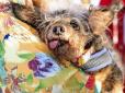 У США обрали найпотворнішого собаку в світі (фото, відео)