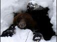 На Росії чоловік зі зламаним хребтом місяць жив у барлозі ведмедя