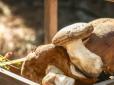Хіти тижня. Закарпатські білі гриби смакують за кордоном: Підприємниця зробила бізнес на сушених грибах за 3 роки