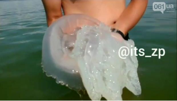 Узбережжя Азовського моря атакували величезні жалючі медузи (відео)