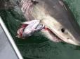 Хіти тижня. Група рибалок ледь не стала жертвою акули, яка протягла їх човен на три кілометри (відео)