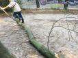 Ледь не загинула дівчина: У Києві дерево впало прямо на пішохідну доріжку (фото)