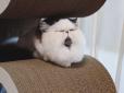 У мережі знайшли соню-кота, який виглядає як і всі ми вранці (фото)