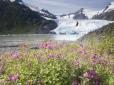 Насувається велика катастрофа: На Алясці розтанув весь лід, екологи б’ють тривогу