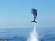 Дуже зворушливе відео! Самка дельфіна подякувала рибалкам за порятунок дитинчати
